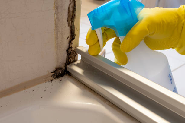 Professional Mold Removal in Barrett, TX