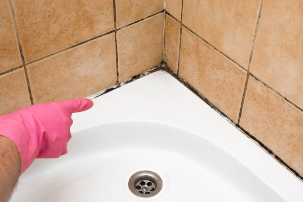 Attic Mold Removal in Barrett, TX